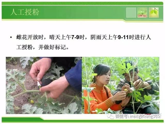超详细西瓜标准化栽培技术