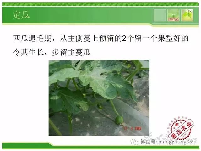 超详细西瓜标准化栽培技术