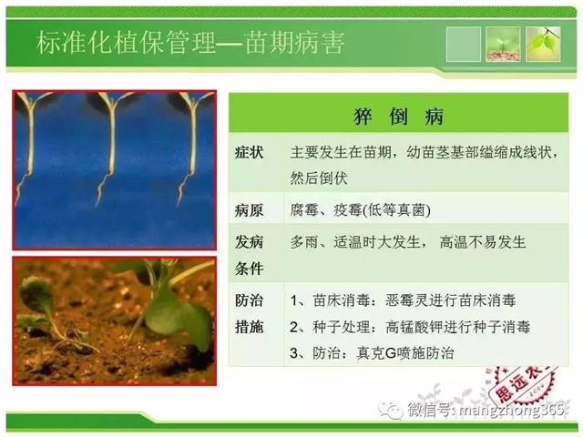 超详细西瓜标准化栽培技术
