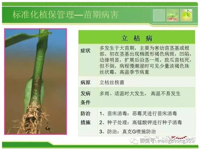 超详细西瓜标准化栽培技术