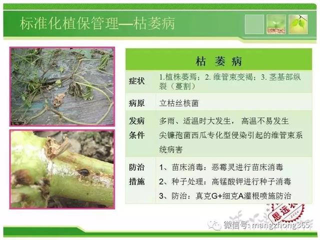 超详细西瓜标准化栽培技术