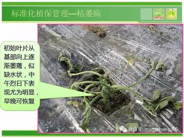超详细西瓜标准化栽培技术