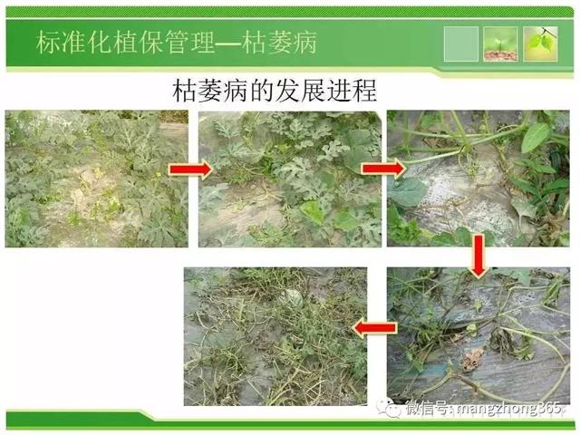 超详细西瓜标准化栽培技术