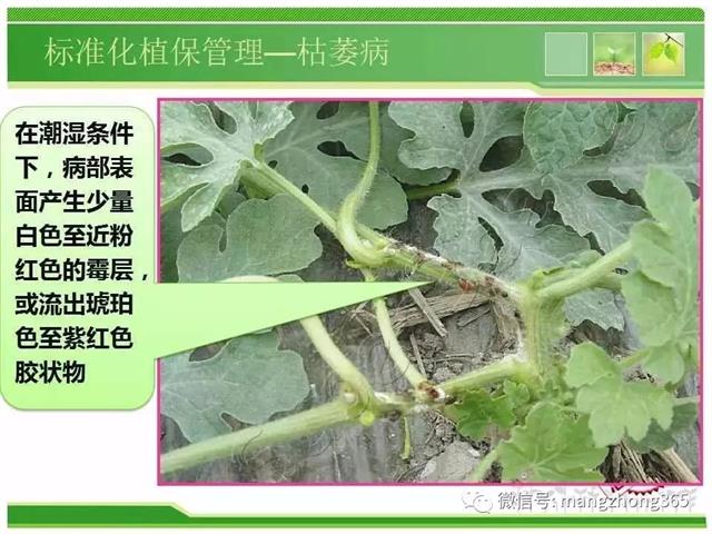 超详细西瓜标准化栽培技术