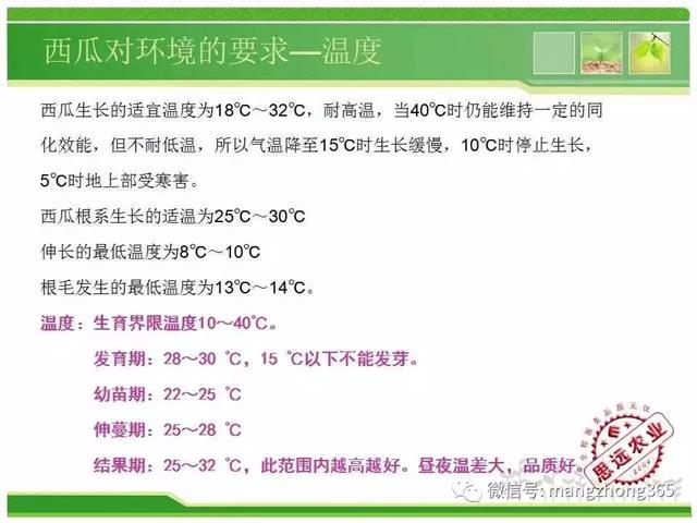 超详细西瓜标准化栽培技术