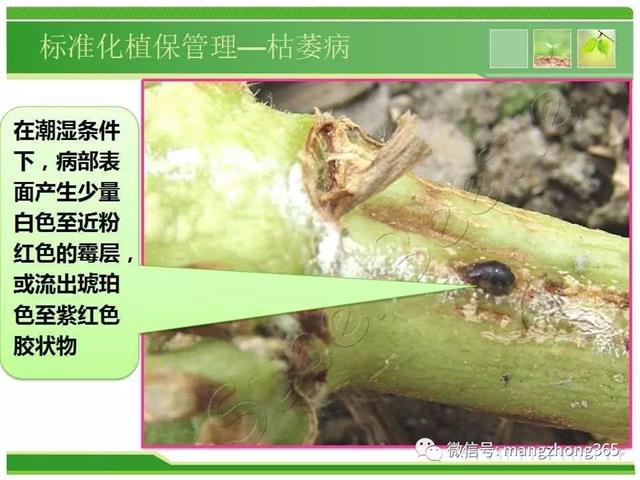 超详细西瓜标准化栽培技术