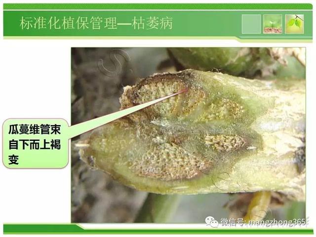 超详细西瓜标准化栽培技术