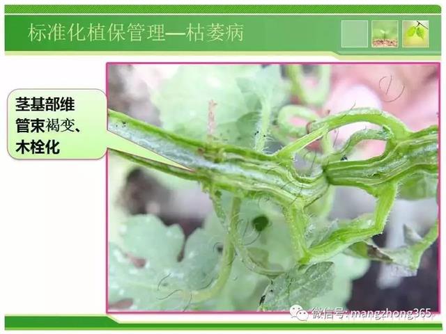 超详细西瓜标准化栽培技术