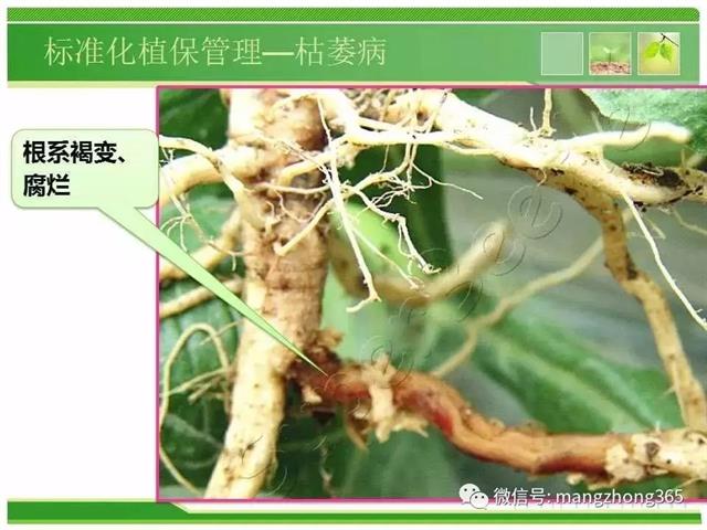 超详细西瓜标准化栽培技术