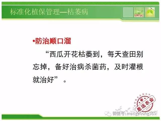超详细西瓜标准化栽培技术