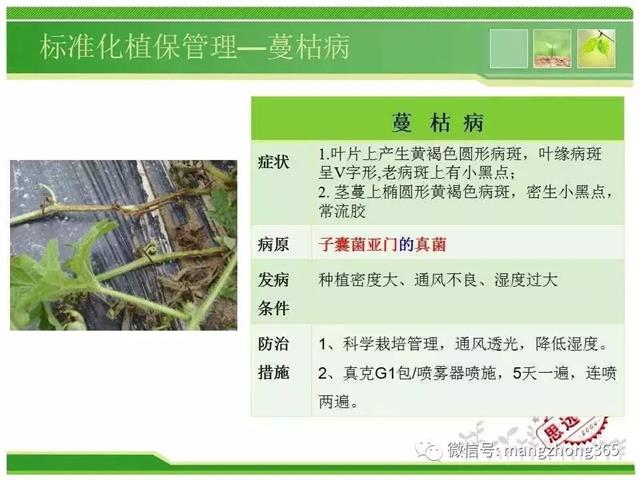 超详细西瓜标准化栽培技术