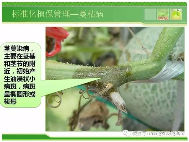 超详细西瓜标准化栽培技术
