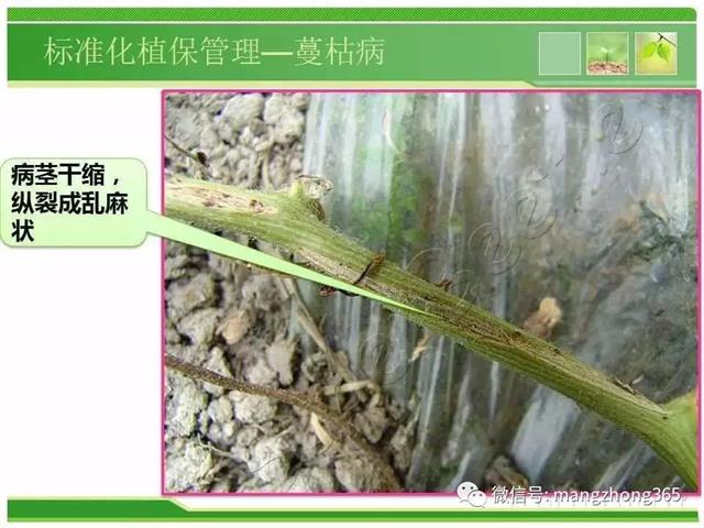 超详细西瓜标准化栽培技术