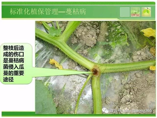 超详细西瓜标准化栽培技术