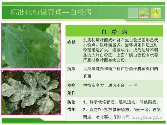 超详细西瓜标准化栽培技术
