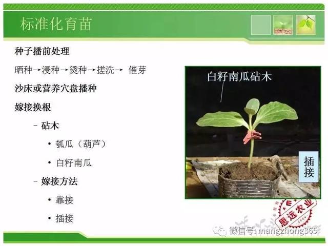 超详细西瓜标准化栽培技术