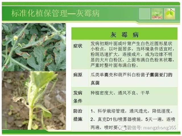 超详细西瓜标准化栽培技术