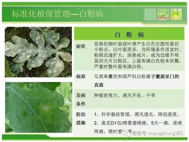 超详细西瓜标准化栽培技术