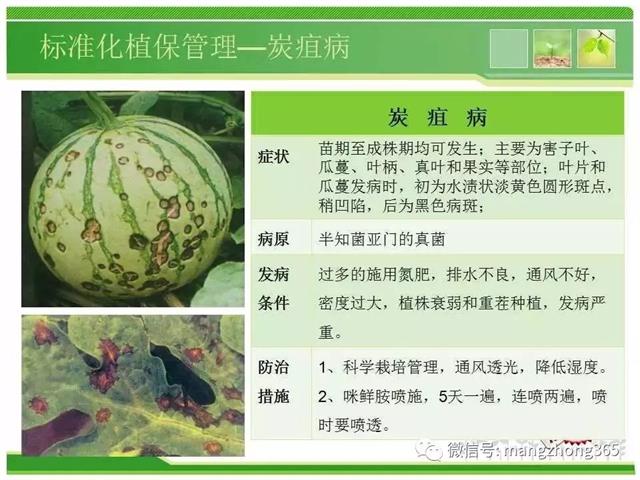 超详细西瓜标准化栽培技术