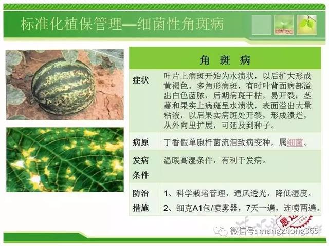 超详细西瓜标准化栽培技术