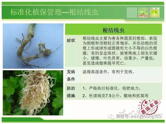 超详细西瓜标准化栽培技术
