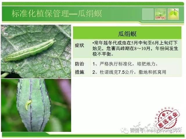 超详细西瓜标准化栽培技术