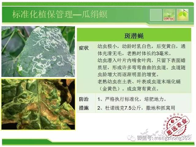 超详细西瓜标准化栽培技术
