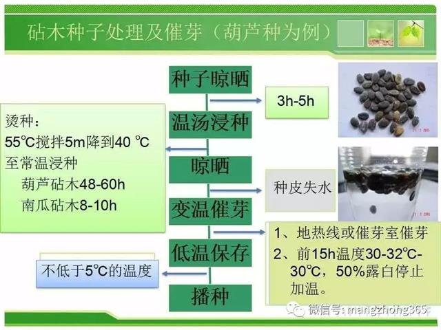 超详细西瓜标准化栽培技术