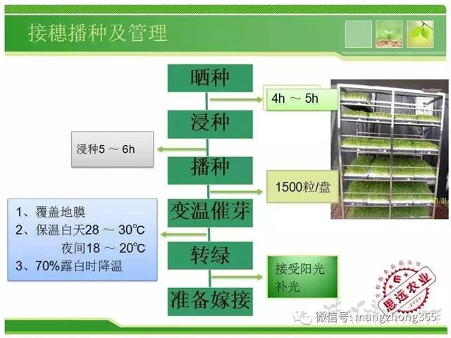 超详细西瓜标准化栽培技术