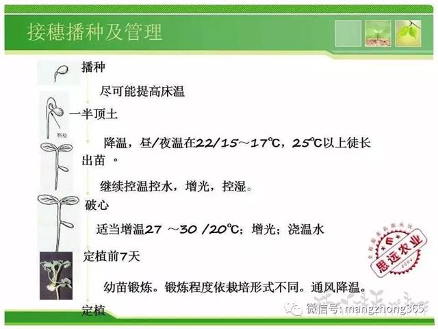 超详细西瓜标准化栽培技术