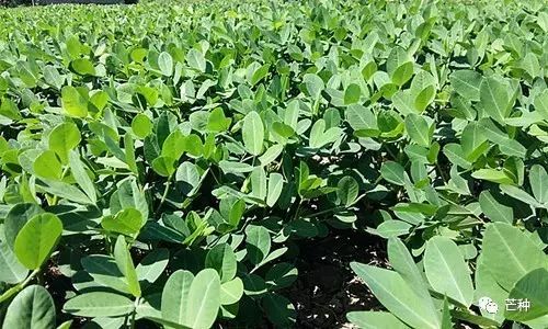 花生最新高产栽培管理技术