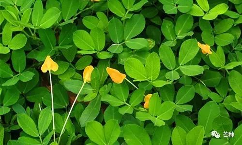 花生最新高产栽培管理技术