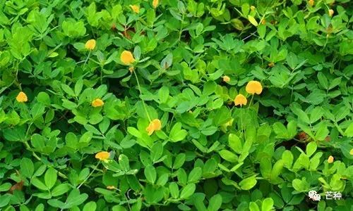 花生最新高产栽培管理技术