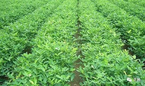 花生最新高产栽培管理技术