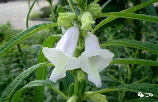 芝麻种植技术