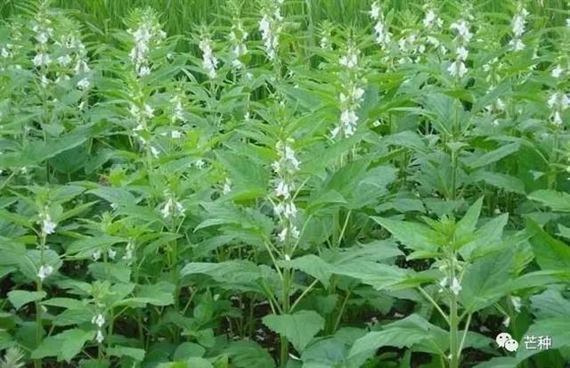 芝麻种植技术