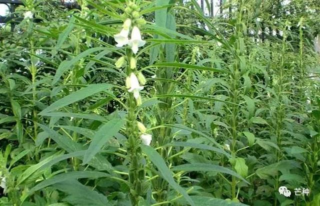 芝麻种植技术