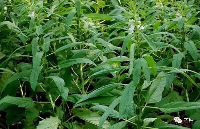芝麻种植技术