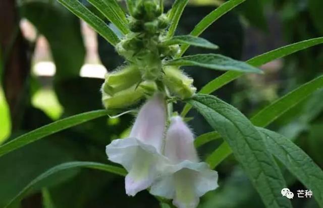 芝麻种植技术