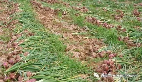 洋葱高产栽培技术手册