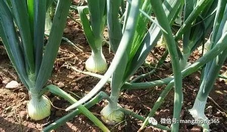洋葱高产栽培技术手册