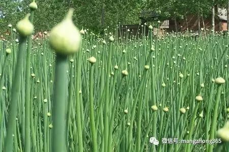 洋葱高产栽培技术手册