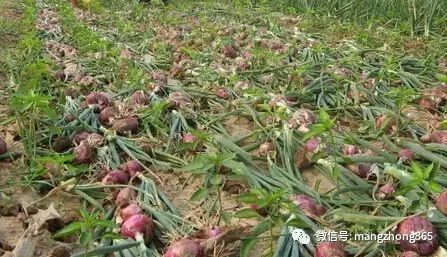 洋葱高产栽培技术手册