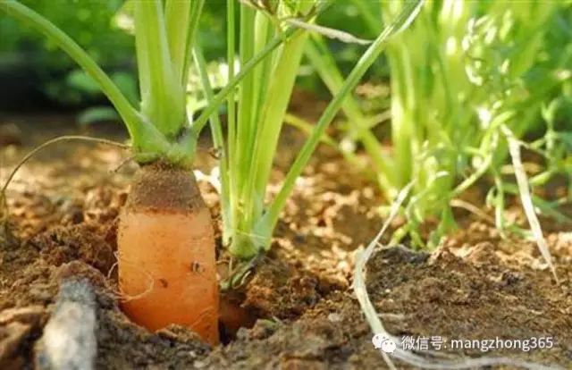 胡萝卜种植技术大全
