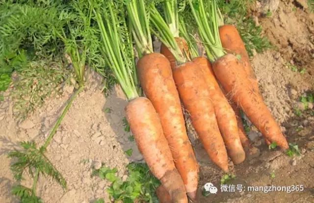 胡萝卜种植技术大全