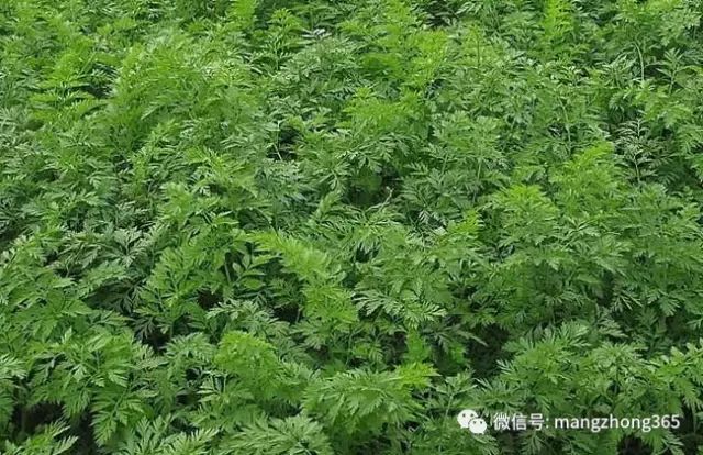 胡萝卜种植技术大全