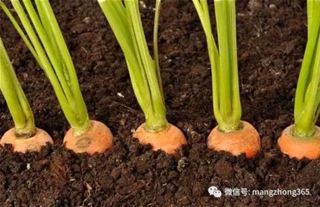 胡萝卜种植技术大全
