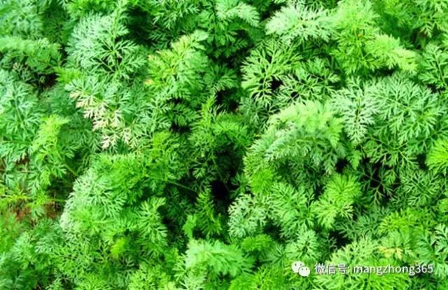 胡萝卜种植技术大全