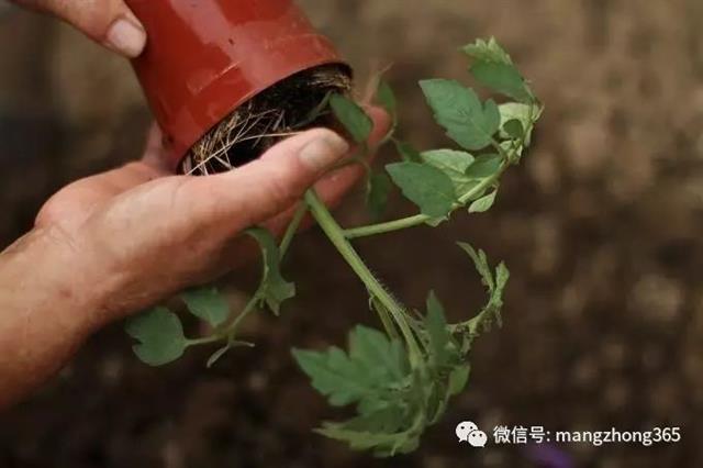 番茄全套栽培技术