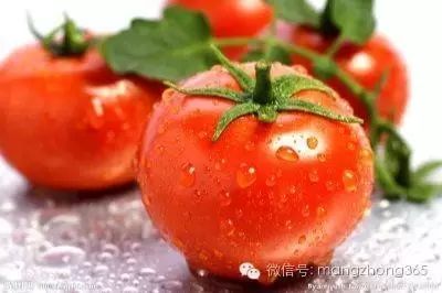 番茄全套栽培技术